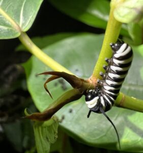 Hispaniolan Tiger Mimic-Queen (Lycorea halia cleobaea)