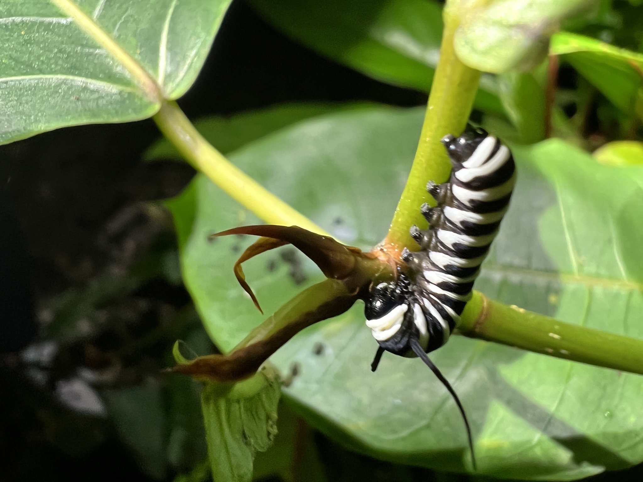 Hispaniolan Tiger Mimic-Queen photograph