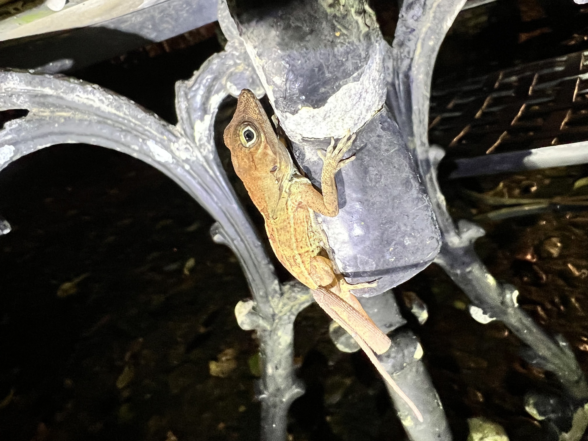 Common Stout Anole (Anolis hispaniolae)