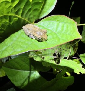 Hispaniolan Common Tree Frog (Osteopilus dominicensis)