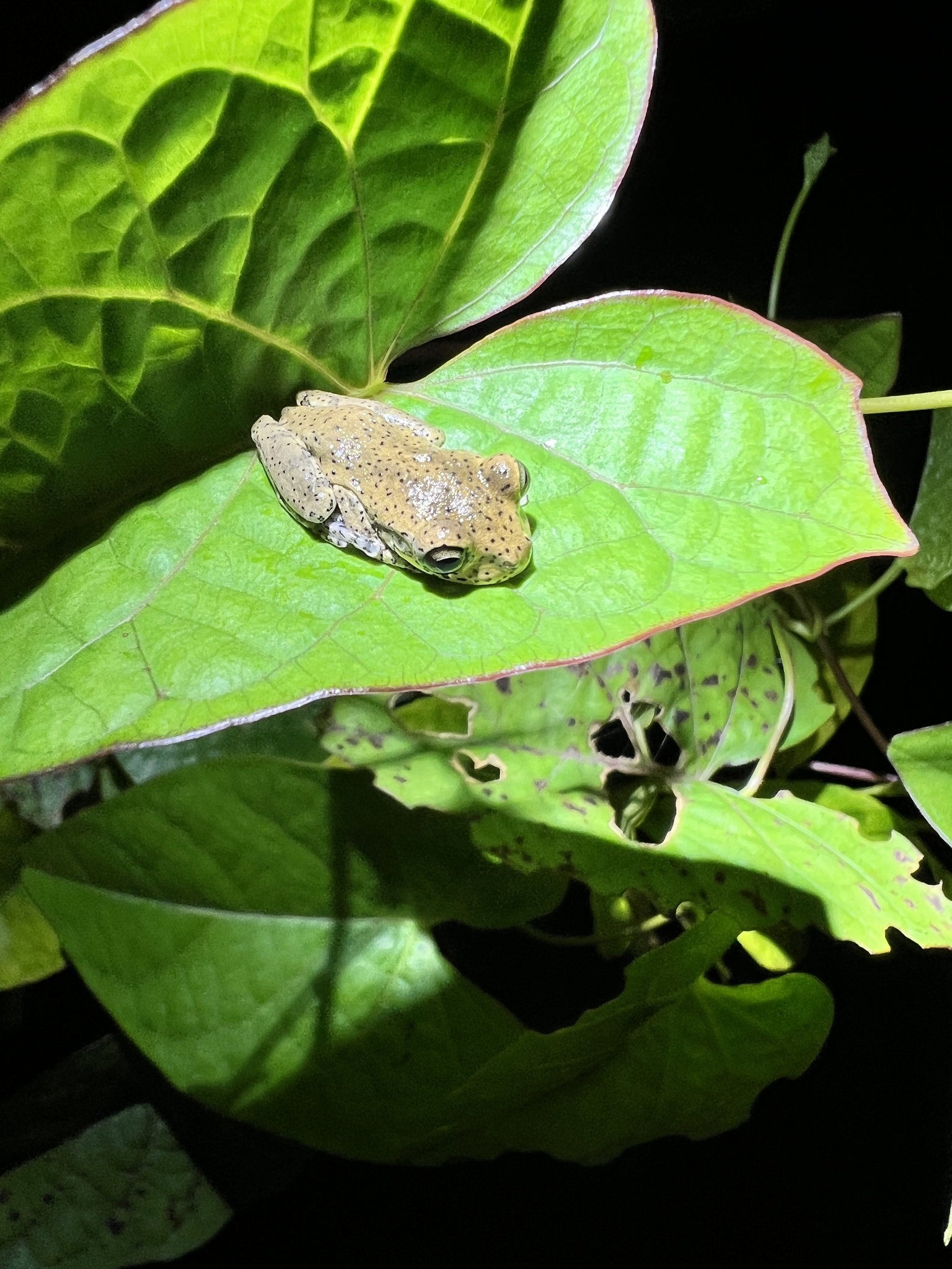 Hispaniolan Common Tree Frog (Osteopilus dominicensis)