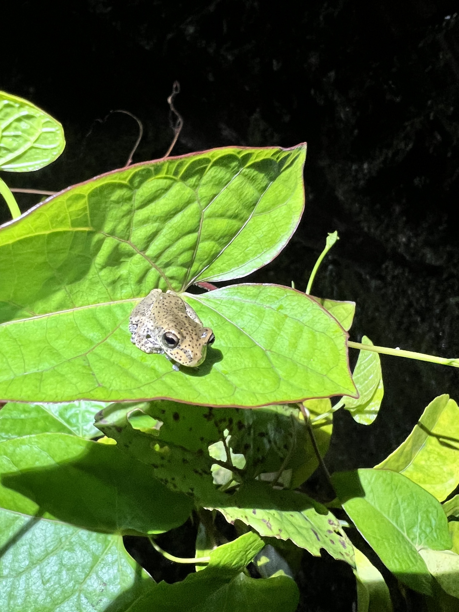 Hispaniolan Common Tree Frog photograph