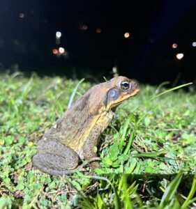 Cane Toad (Rhinella marina)