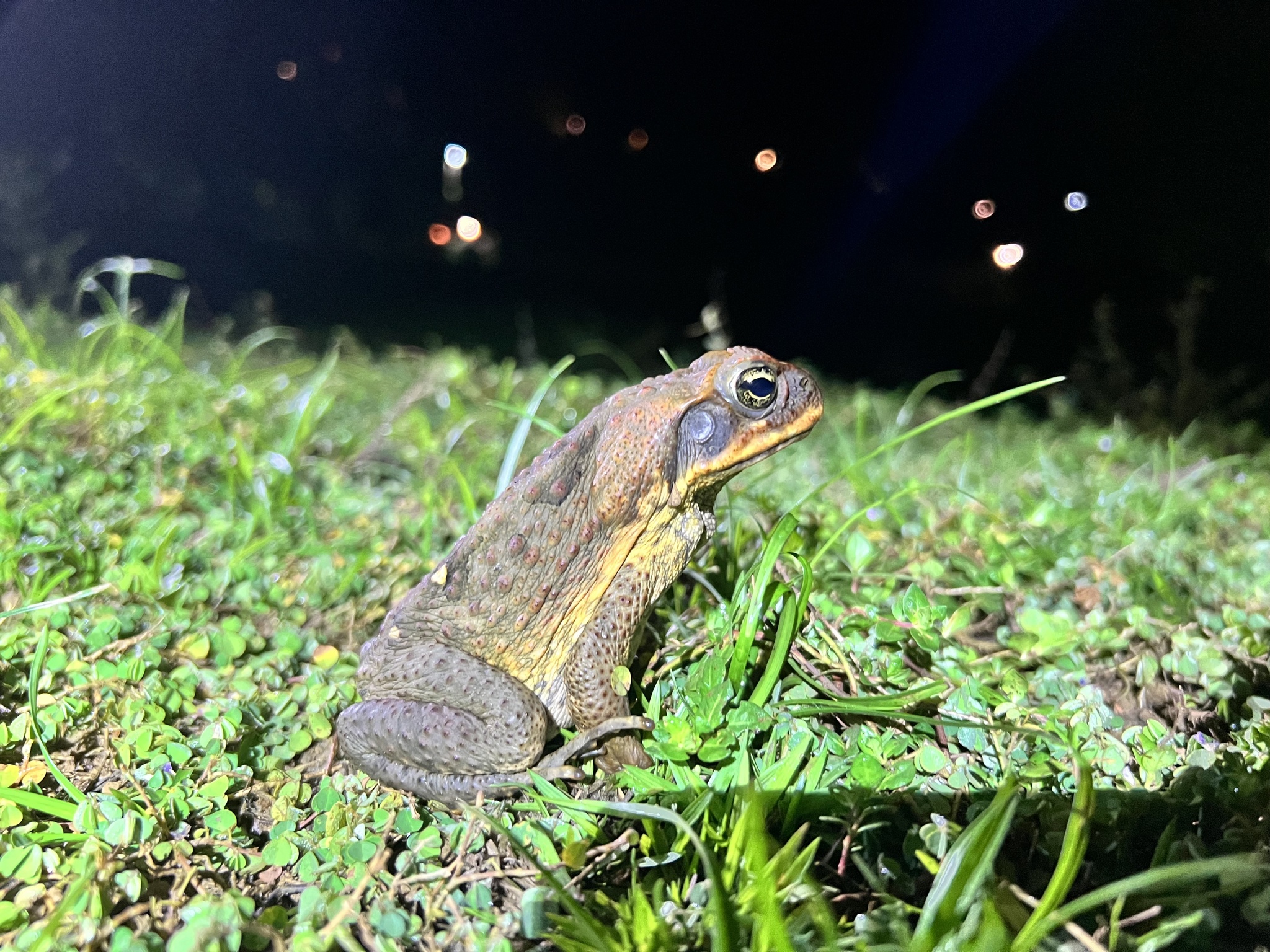 Cane Toad (Rhinella marina)