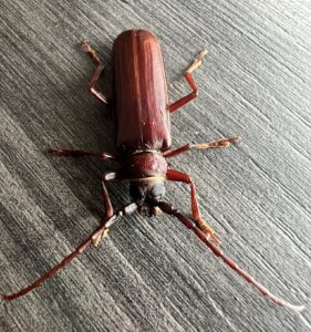 Brown Prionid (Orthosoma brunneum)