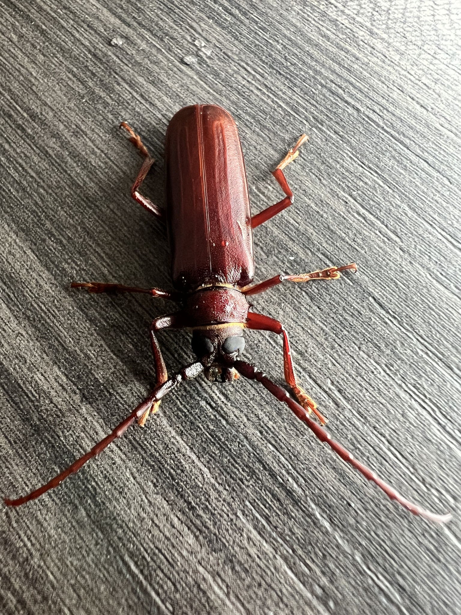 Brown Prionid photograph