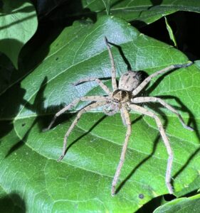 Pantropical Huntsman Spider (Heteropoda venatoria)