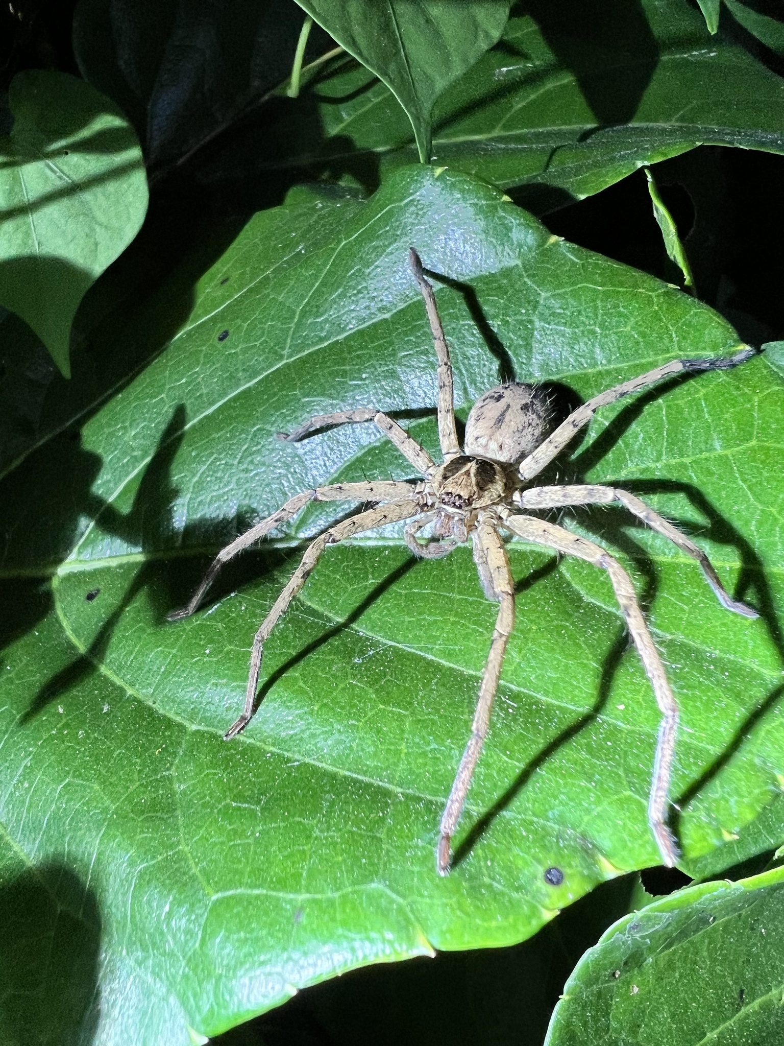 Pantropical Huntsman Spider photograph