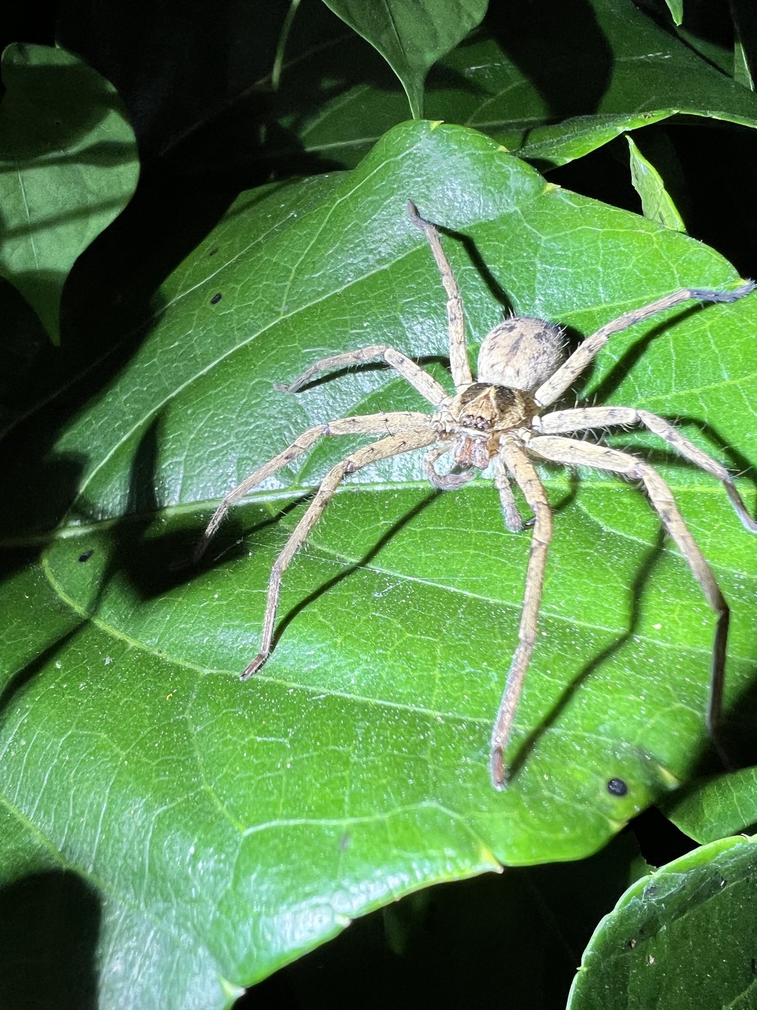 Pantropical Huntsman Spider photograph