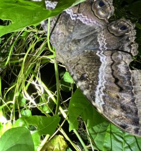 Black Witch (Ascalapha odorata)