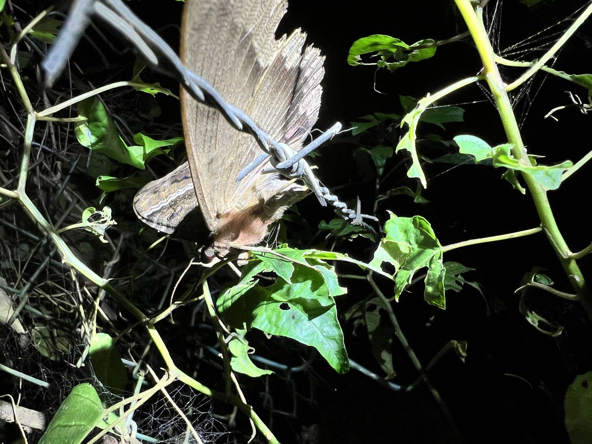 Black Witch photograph