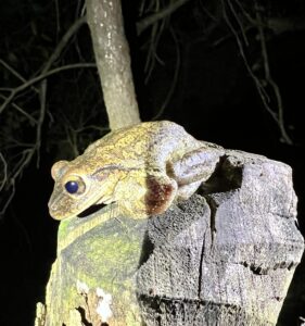 Hispaniolan Common Tree Frog (Osteopilus dominicensis)