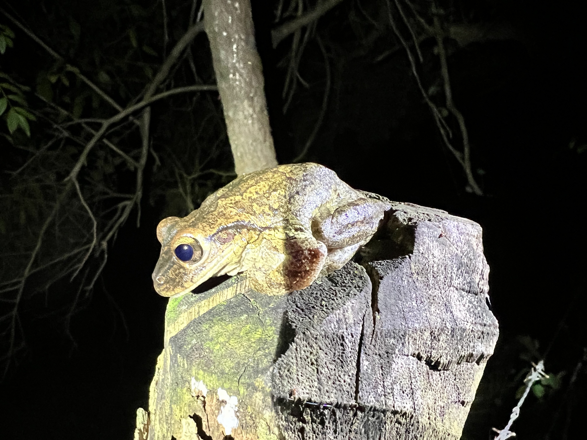 Hispaniolan Common Tree Frog (Osteopilus dominicensis)