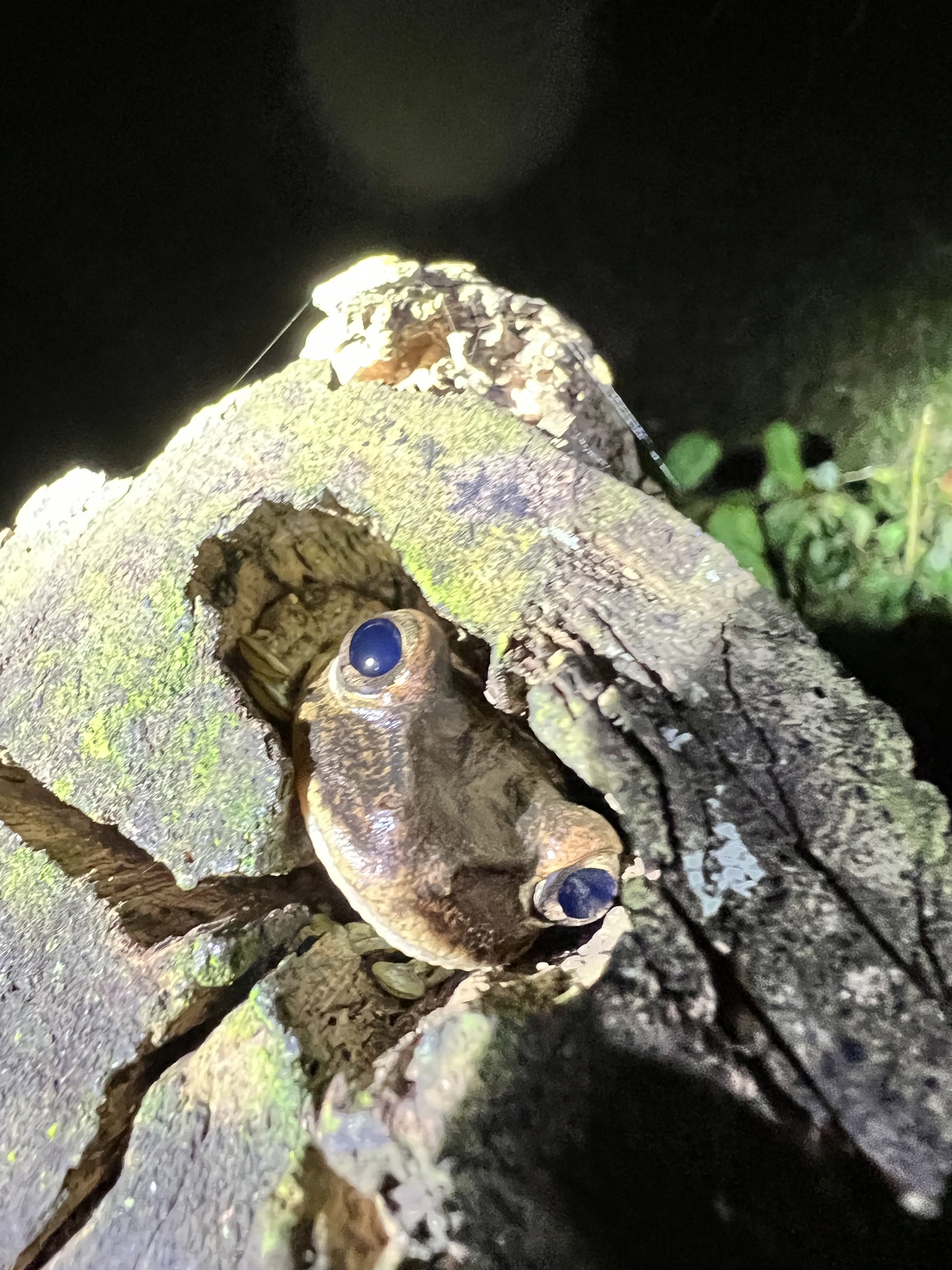 Hispaniolan Common Tree Frog photograph