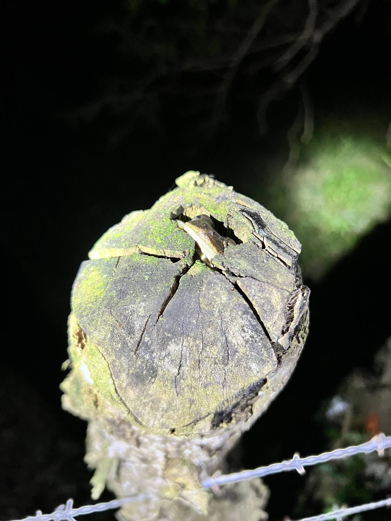Hispaniolan Common Tree Frog photograph