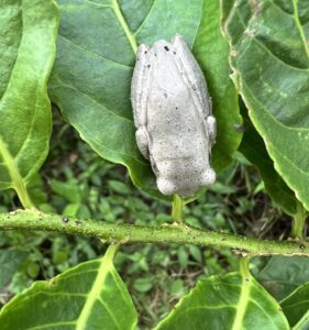 Hispaniolan Common Tree Frog (Osteopilus dominicensis)