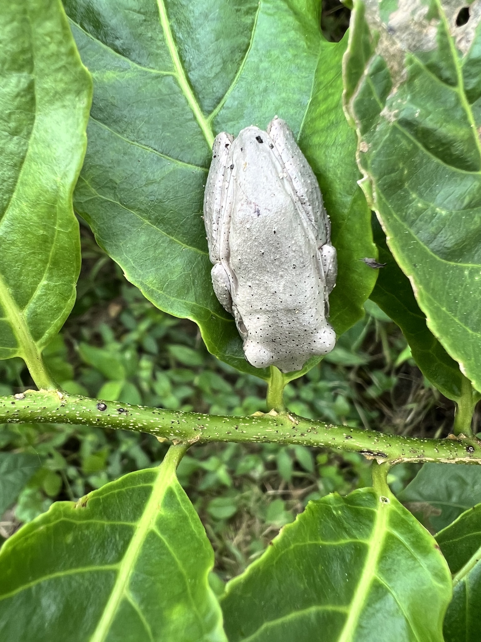Hispaniolan Common Tree Frog (Osteopilus dominicensis)