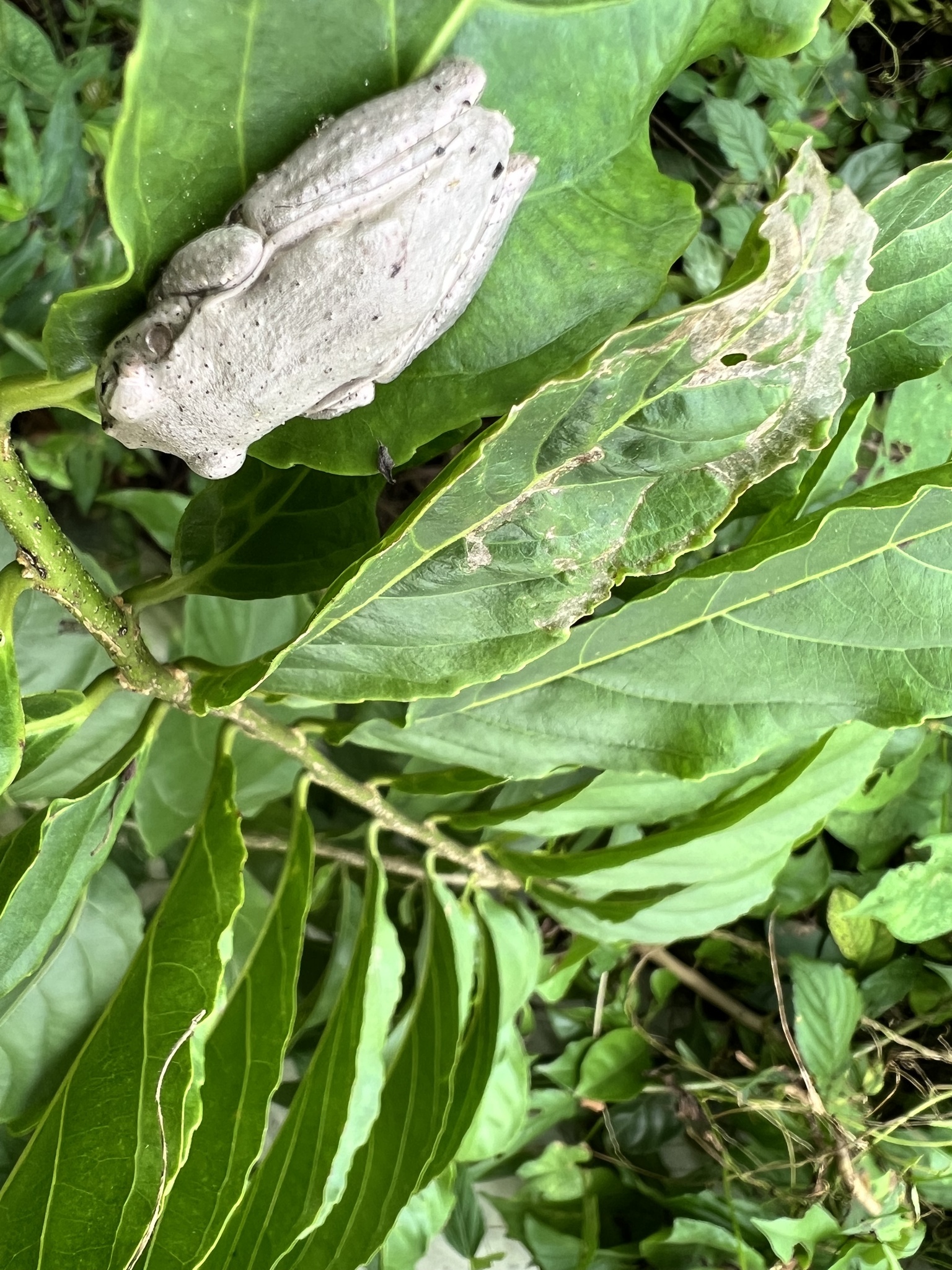 Hispaniolan Common Tree Frog photograph