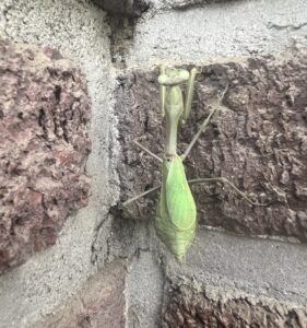 Arizona Mantis (Stagmomantis limbata)