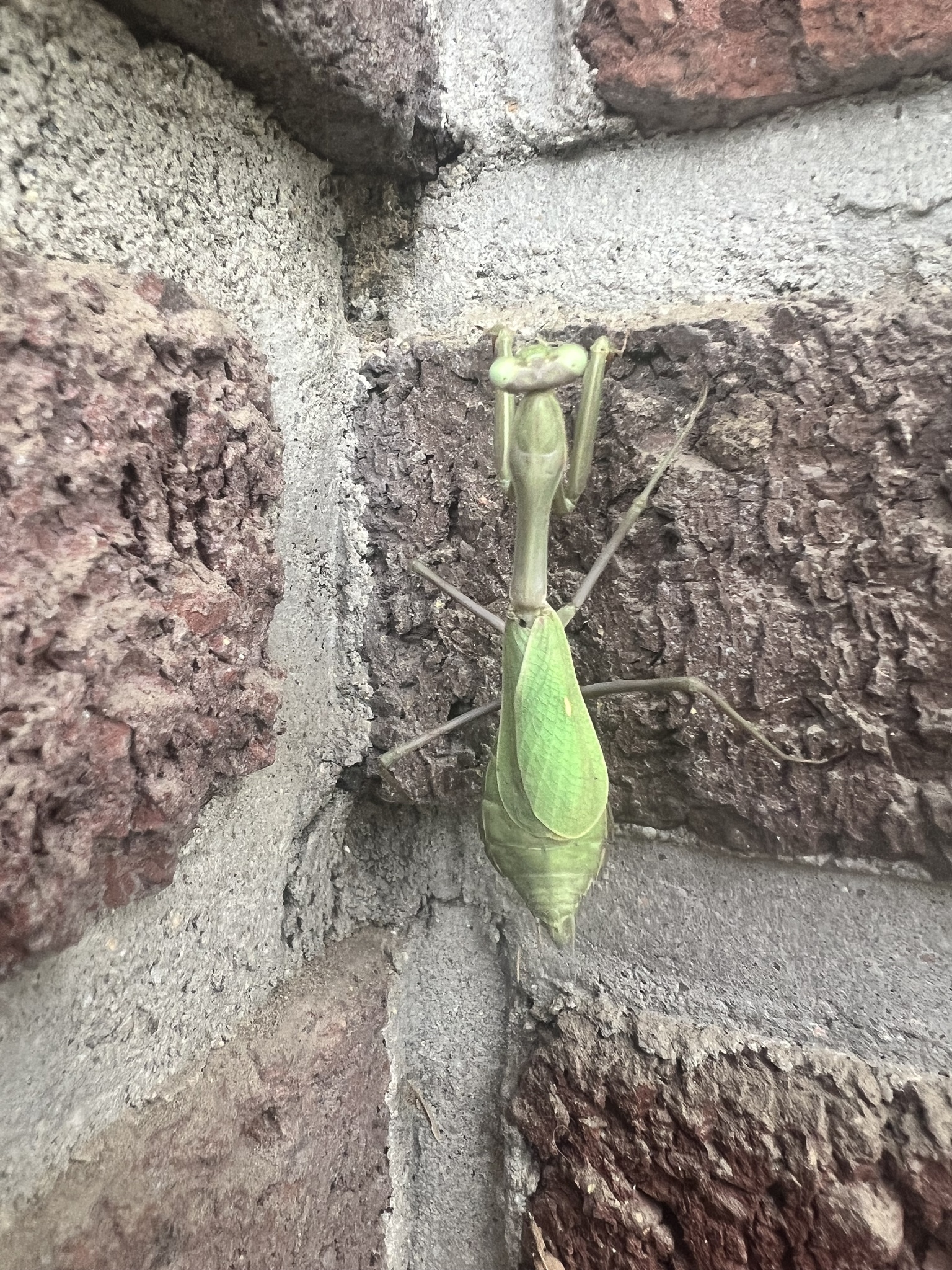 Stagmomantis limbata photograph