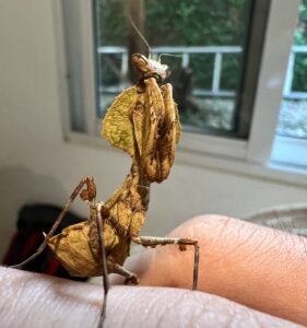 Epaphrodita musarum