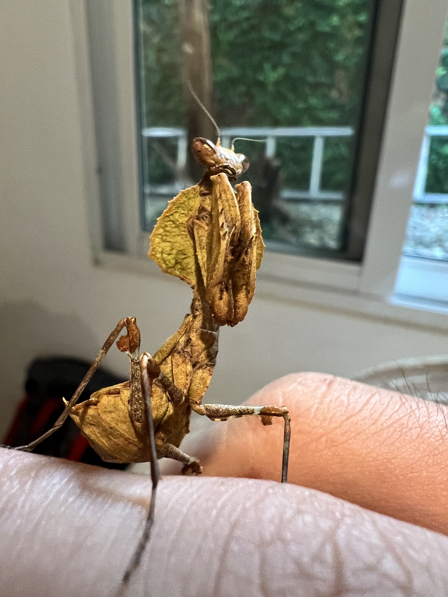 Epaphrodita musarum photograph