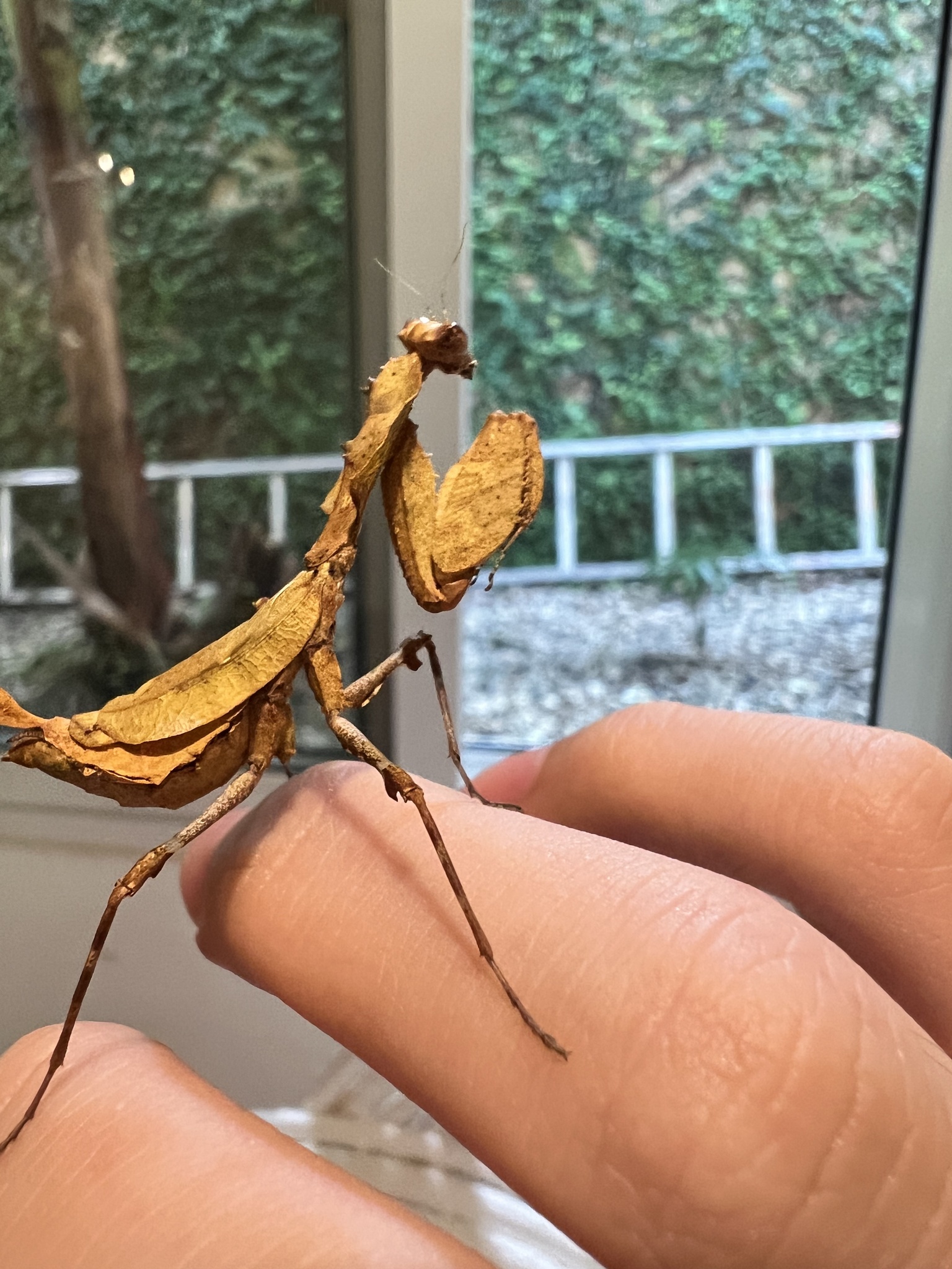Epaphrodita musarum photograph