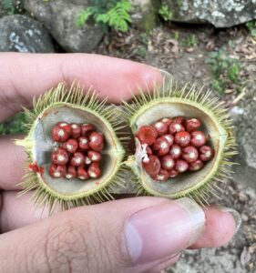 Lipsticktree (Bixa orellana)