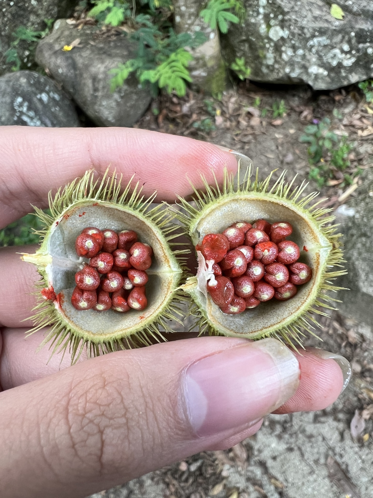 Lipsticktree (Bixa orellana)