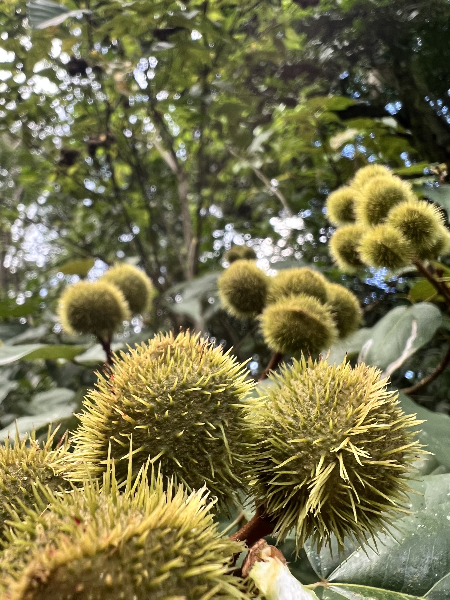 Bixa orellana photograph