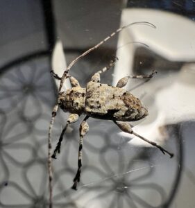 Leptostylopsis perfasciatus