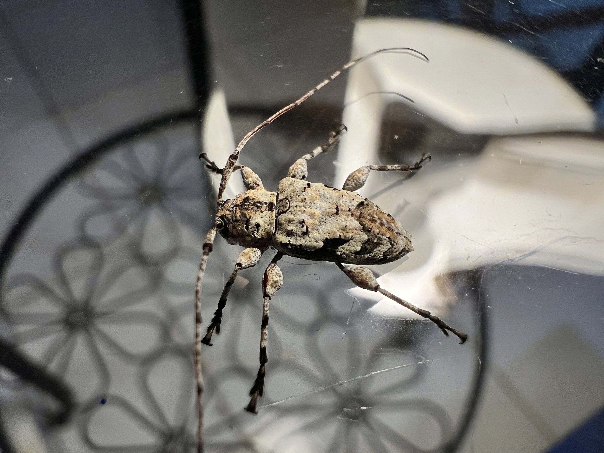 Leptostylopsis perfasciatus photograph