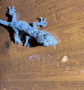 Tropical House Gecko (Hemidactylus mabouia)