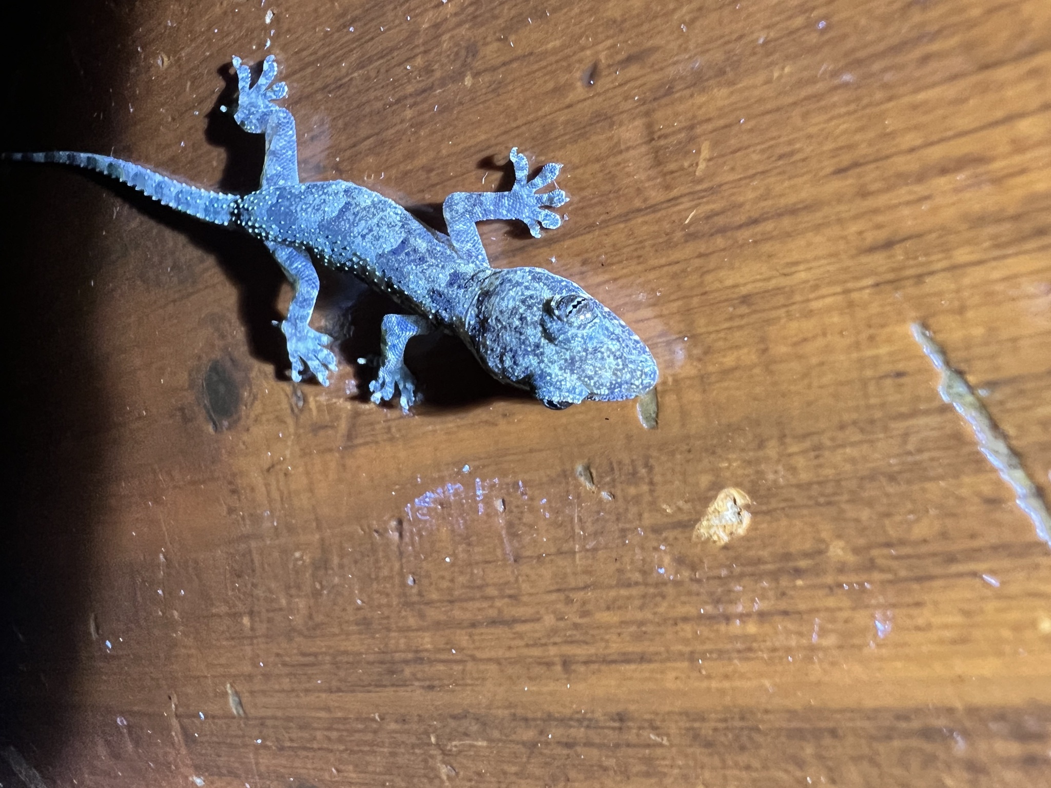Tropical House Gecko (Hemidactylus mabouia)