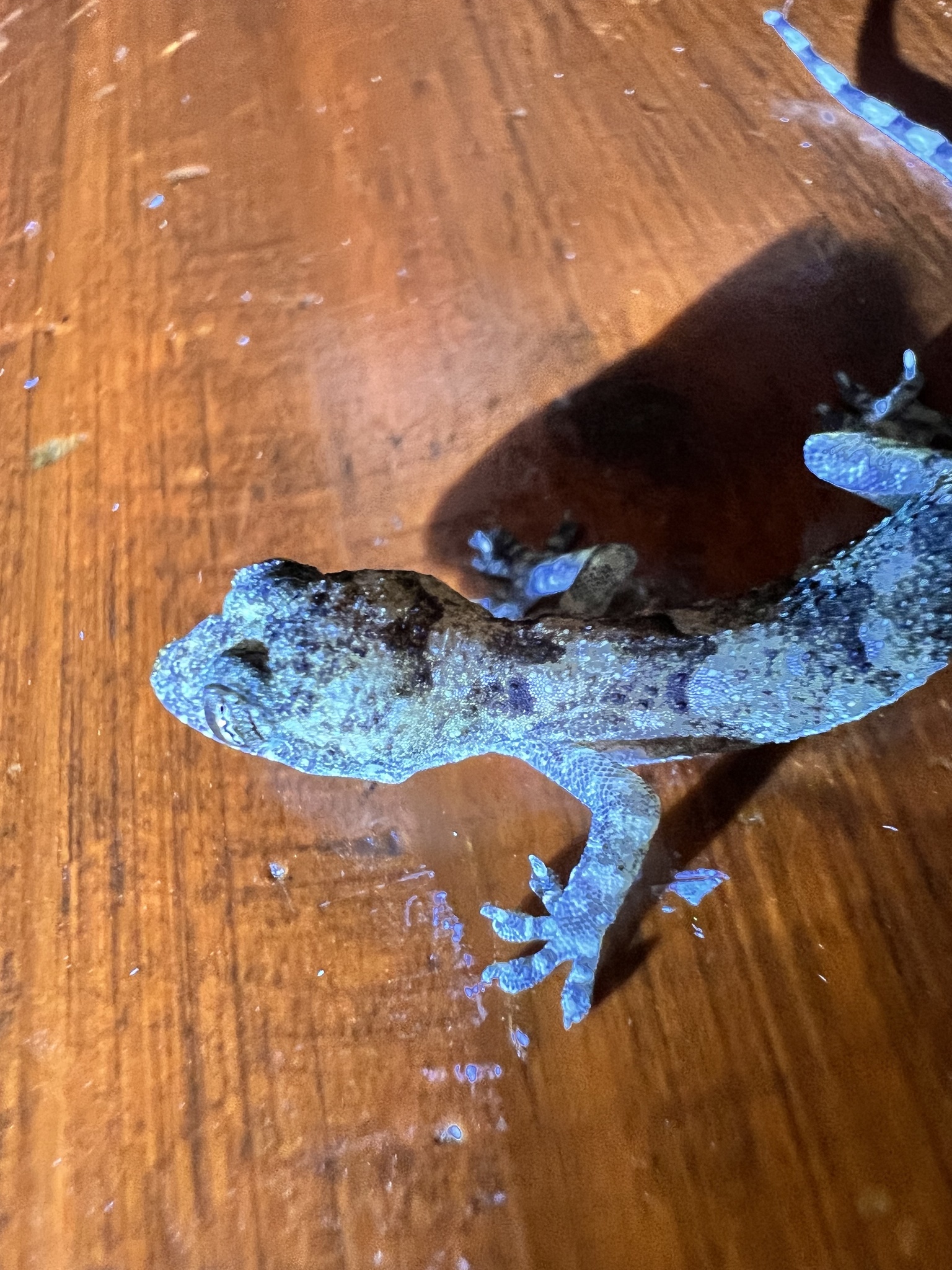 Hemidactylus mabouia photograph