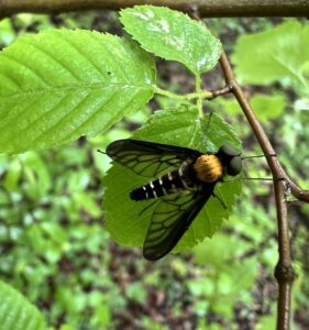 Golden-backed Snipe Fly (Chrysopilus thoracicus)