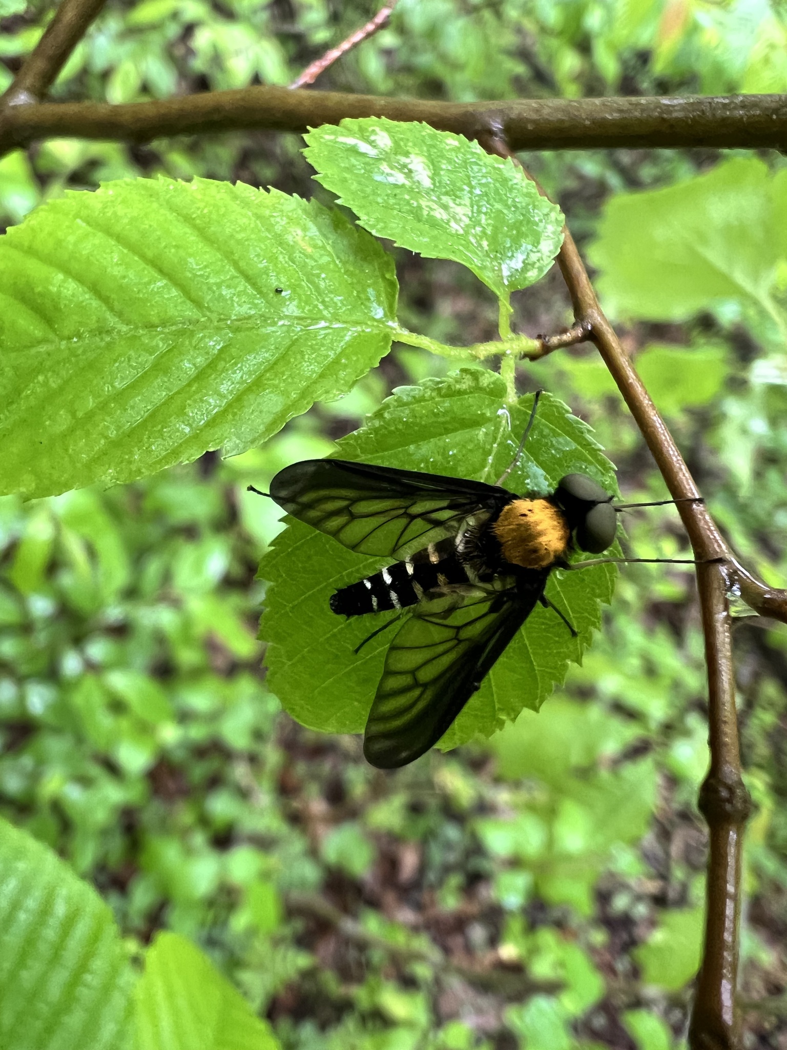 Chrysopilus thoracicus photograph