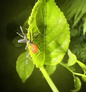 North American Wheel Bug (Arilus cristatus)
