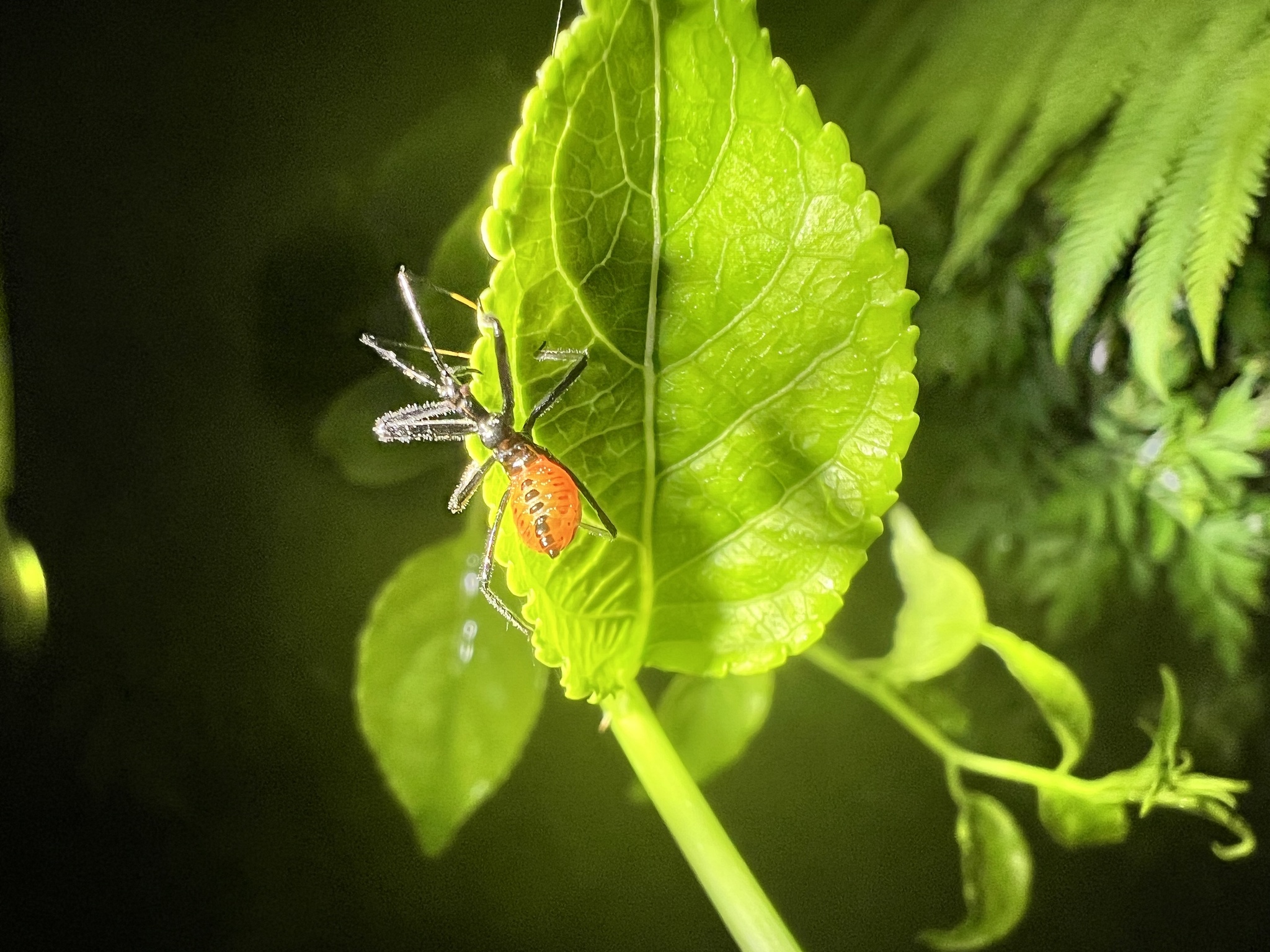 Arilus cristatus photograph