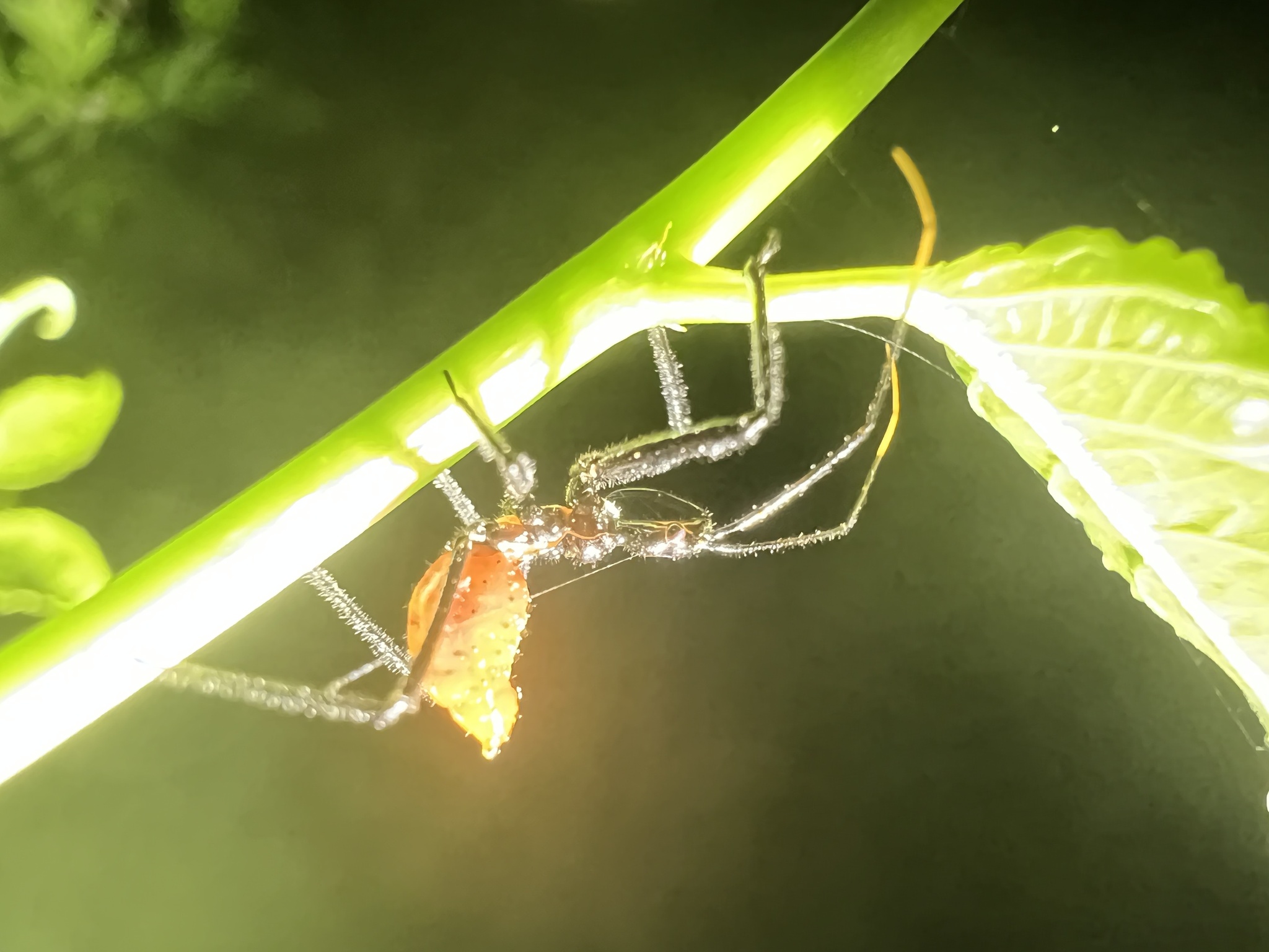 Arilus cristatus photograph