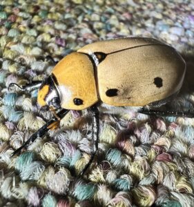Grapevine Beetle (Pelidnota punctata)