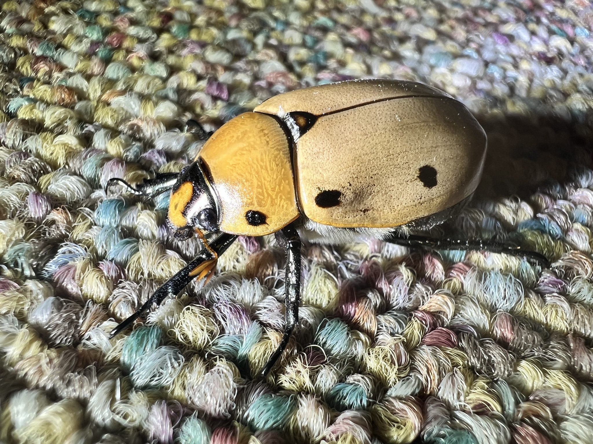 Grapevine Beetle (Pelidnota punctata)