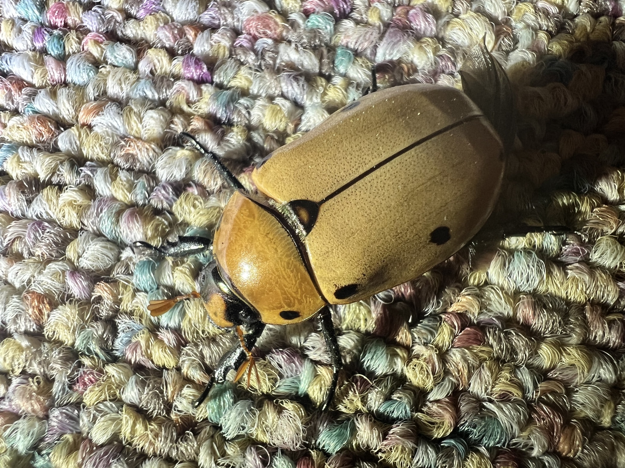 Pelidnota punctata photograph