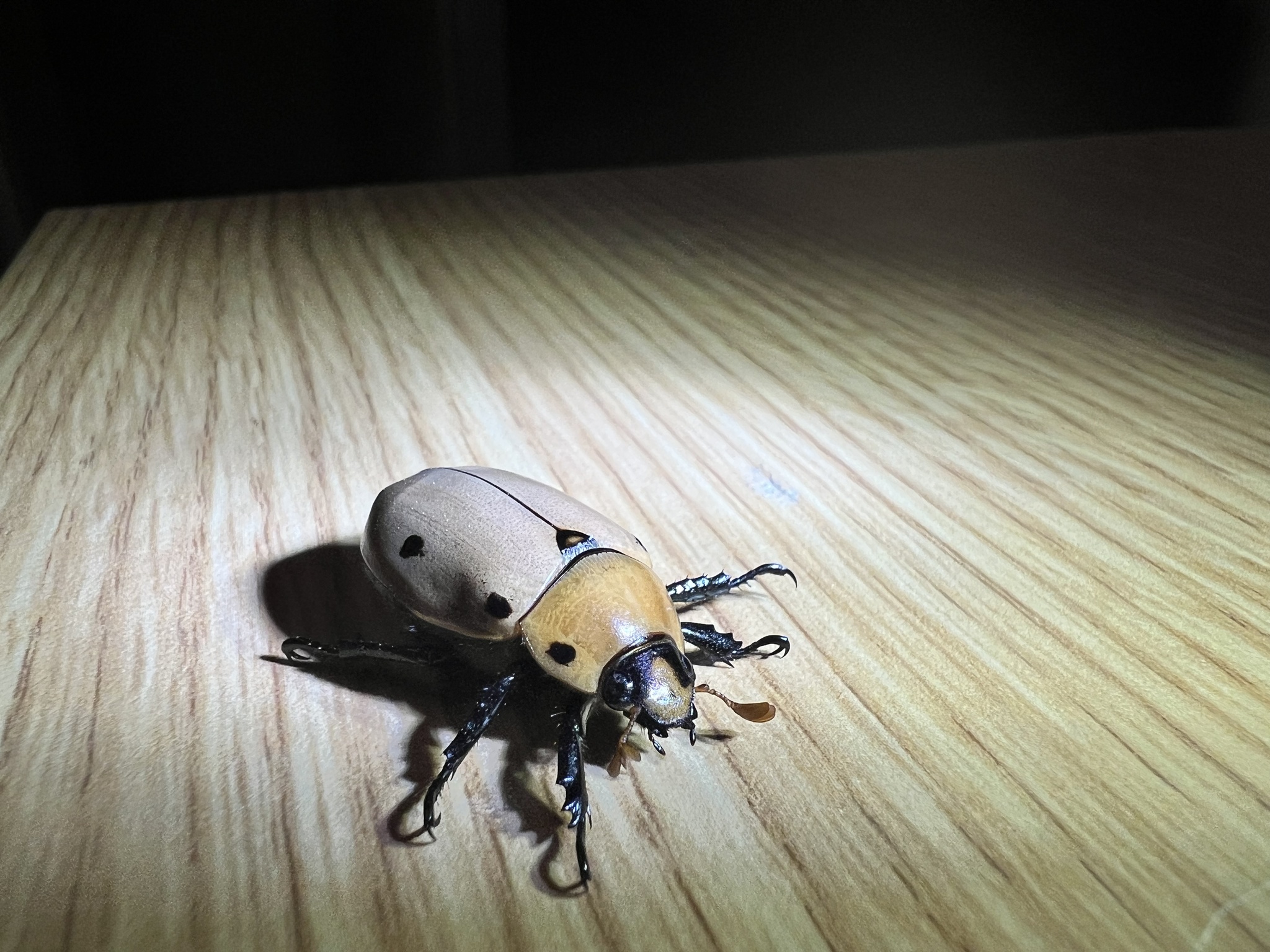 Pelidnota punctata photograph