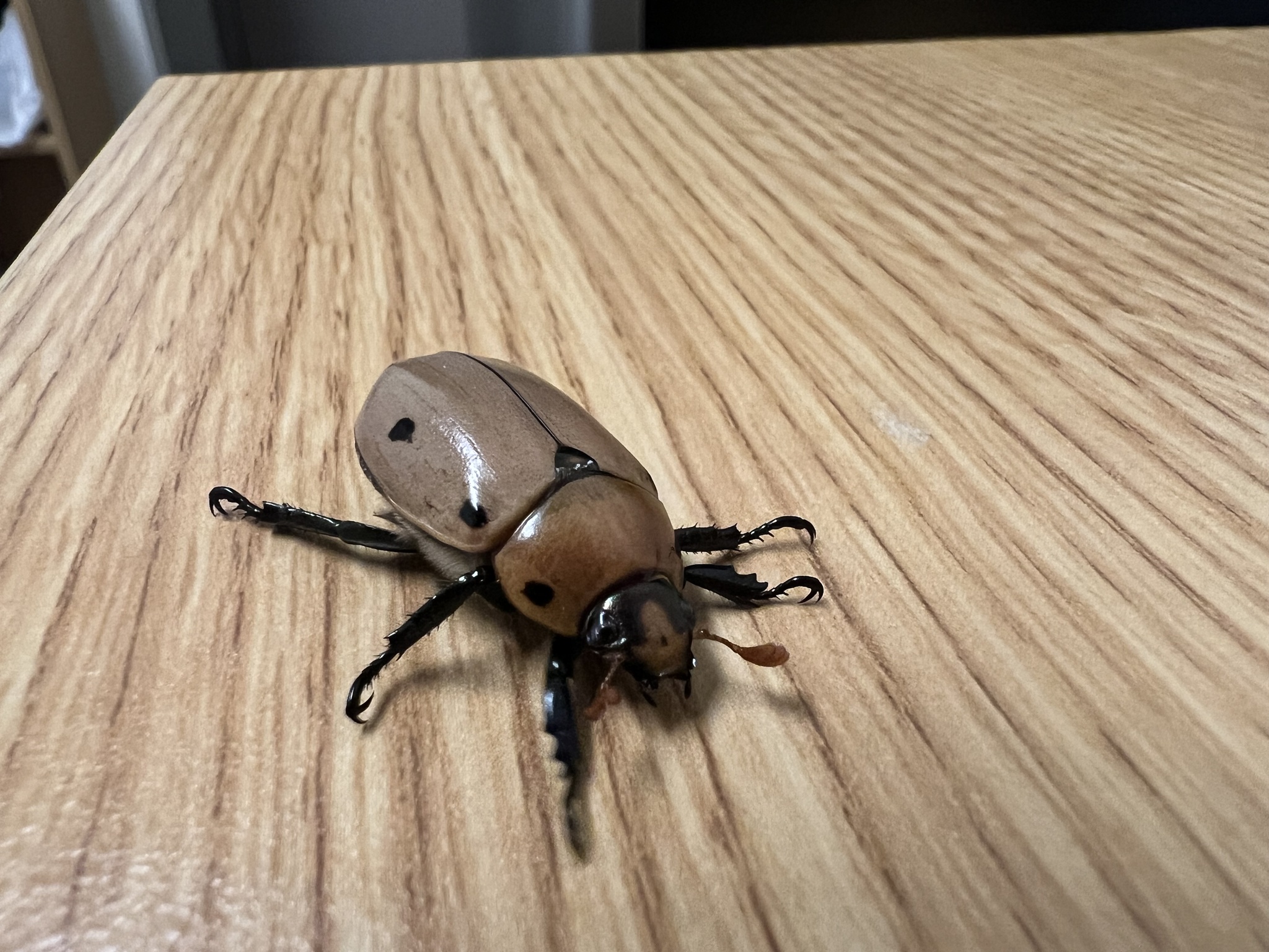 Pelidnota punctata photograph