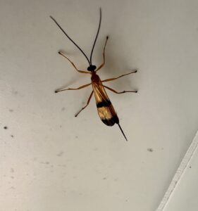 Acrotaphus wiltii