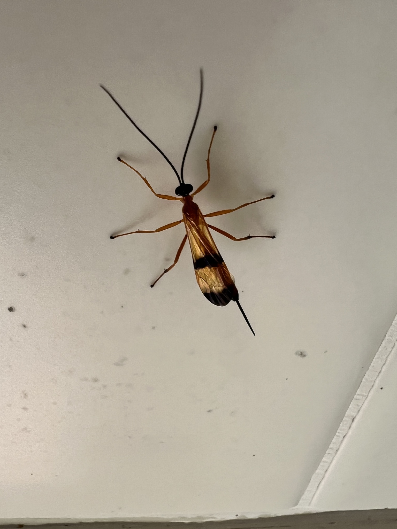 Acrotaphus wiltii photograph