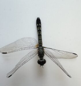 Blue Dasher (Pachydiplax longipennis)