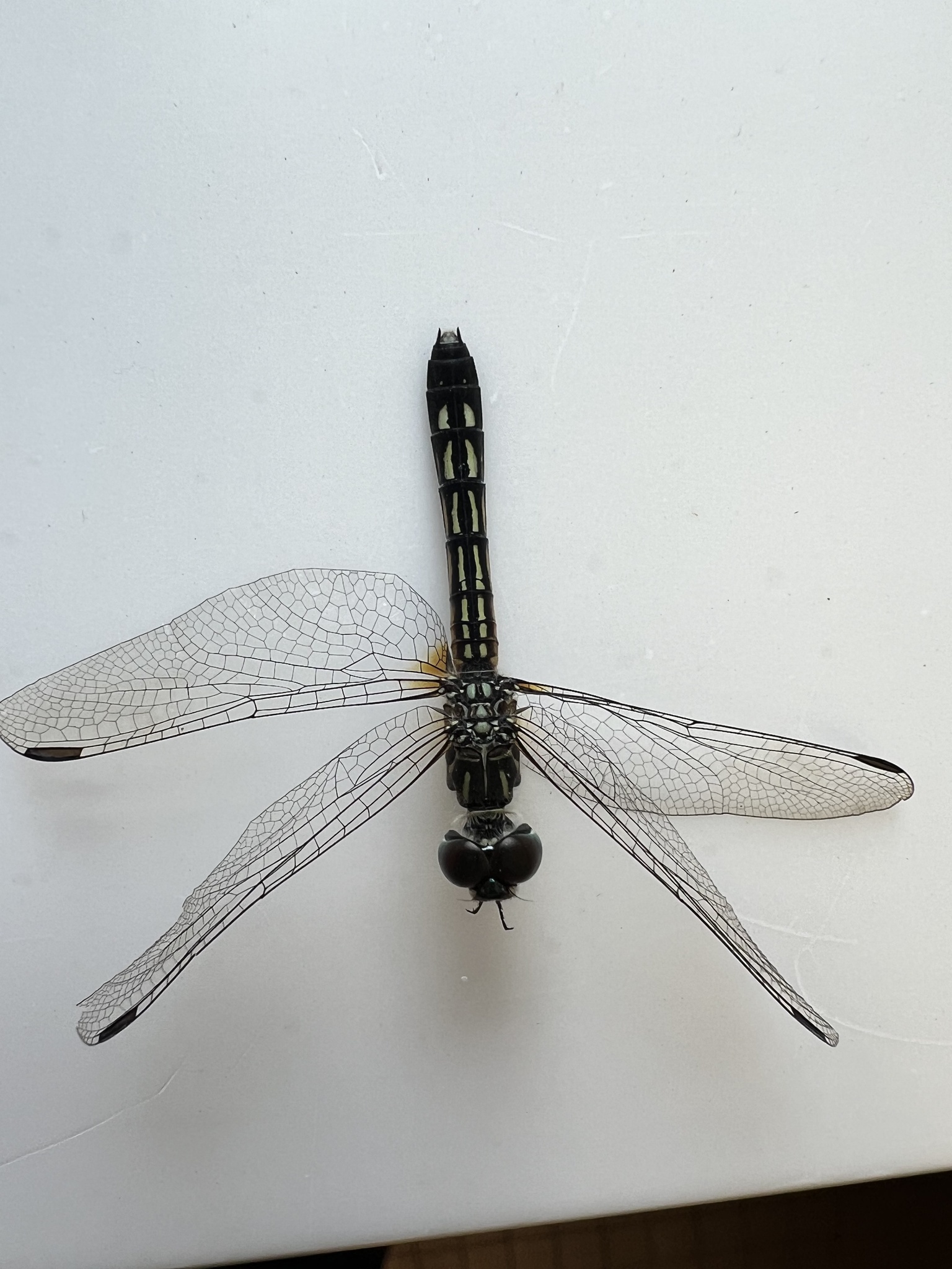 Pachydiplax longipennis photograph