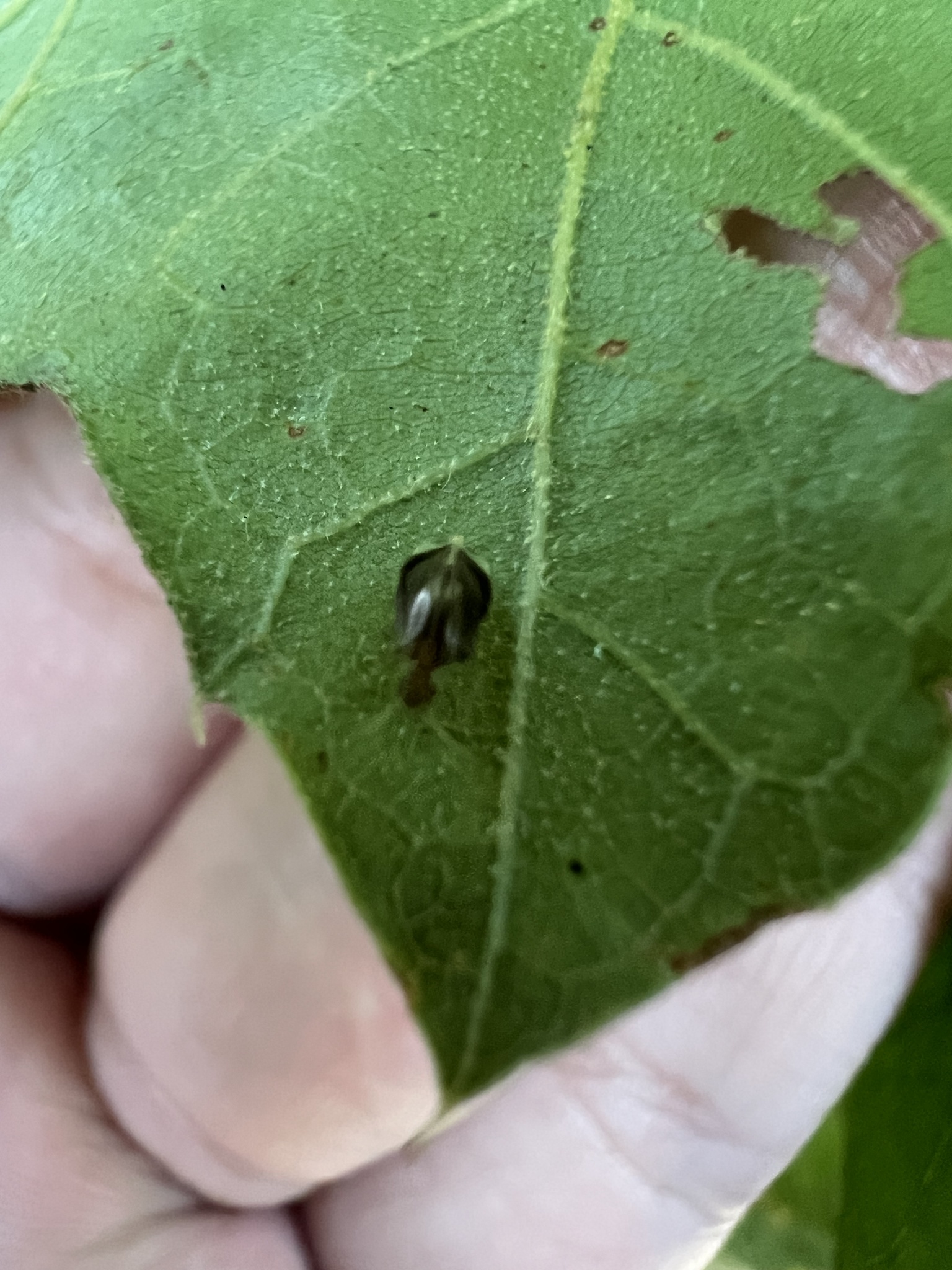 Polypsocus corruptus photograph